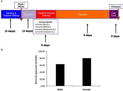 Sex-Dependent Differences in Physical Exercise-Mediated <mark class="highlighted">Cognitive Recovery</mark> Following Middle Cerebral Artery Occlusion in Aged Rats